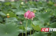 赏花钓虾，新田文溪村的夏日乐趣