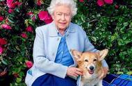 英国女王的新宠物：不再是柯基，而是冠军猎犬