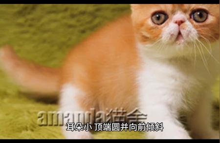 美国原产的红虎斑短毛猫：一种独立而聪明的宠物选择