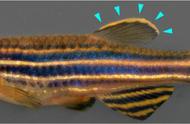 揭秘斑马鱼的社交能力：神奇的发光细胞