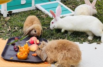 新春特辑：70多只萌兔在广州动物园欢庆