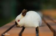 荷兰侏儒兔：世界上最小也最可爱的宠物兔