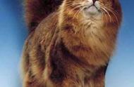 王者风范的索马里猫：外表的独特魅力