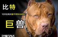 老弱病虎能否抵御十只训练犬的围攻?