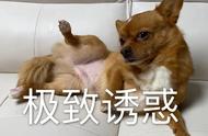 哪些犬种在2022年掉毛严重？主人必看！