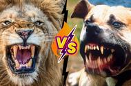 比特犬挑战狮子：猫科与犬科的王者对决