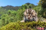 探秘四川泸州：豹猫幼崽的神奇现身