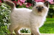 巴厘猫：一种极具吸引力的宠物
