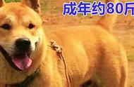 全面指南：了解中华田园犬的训练技巧