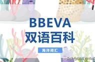 探索海洋生物世界：BBEVA双语百科词汇篇