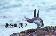 探寻企鹅多样族群：热带企鹅的秘密世界