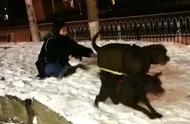 雪橇犬的惊人实力，你了解多少？