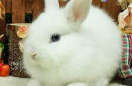 荷兰侏儒兔的味道：口腔问题是否会导致口臭？