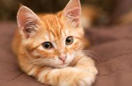 探索12种长寿猫咪品种
