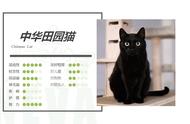 黑猫：中华田园猫的独特表现