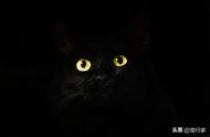 猫的眼睛发光是怎么回事？是荧光物质的作用吗？