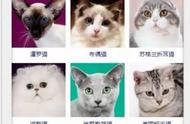 猫咪种类全解析：你了解多少？