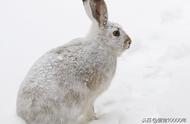 冬季养兔的四个关键要点：防寒措施不可忽视