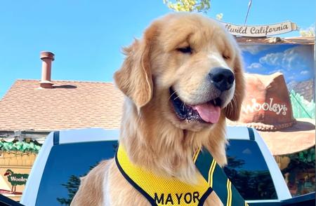 美加州小城3任市长都是金毛犬：一段不寻常的政府历程