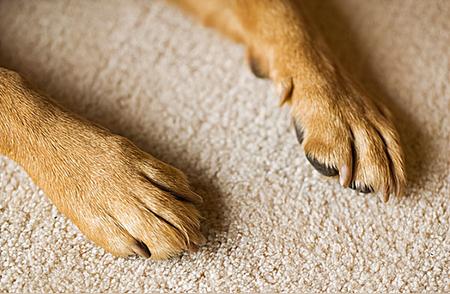 揭秘拉布拉多犬的纯种识别：6大关键因素