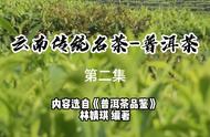 【普洱茶品鉴】云南名茶-普洱茶的第二部分：深度解析