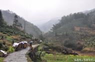 中老年村民的茶叶传奇：太平湖岛上的太平猴魁