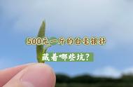 我在直播间以500元的价格抢到一斤白毫银针新茶，是不是很划算？