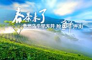 2023春茶盛宴：贵州乌牛早龙井抢先一步，口感如何看评测