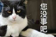 这些猫因为“遭人嫌”而流落街头！