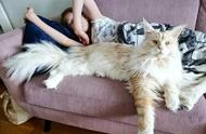 俄罗斯女子养了20只巨型猫，两周后尸体才被发现，部分被猫吃掉