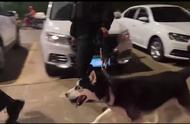 哈士奇警犬巡逻时表情不满，训导员：它平时只参与宣传活动，不执行抓捕任务