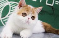 加菲猫的饲养指南：如何轻松养好它？