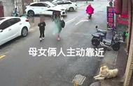 江苏松狮犬咬人事件：爱狗人士反驳，母女俩挑衅在先，狗狗只是过度防卫