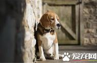 养狗达人教你如何照顾比格犬：实用饲养技巧大揭秘