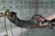 猫咪为何抗拒洗澡？揭秘那些你未知的猫咪秘密