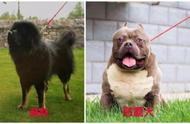 天津市建成区禁养烈性犬种类的通知