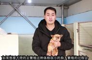 茶杯犬价格大揭秘：你真的了解吗？