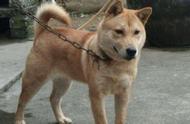 中国的32种本土犬种，揭示神州大地的狗狗并非劣质品种