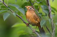 画眉鸟的名字起源是什么？
