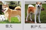 柴犬和秋田犬：四大关键区别一览