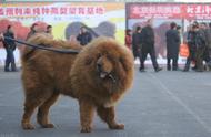 藏獒：东方神犬，只为守护你