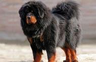 巨大体型的狗子：藏獒与纽芬兰犬的辨识之道