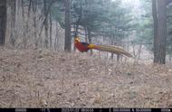 泰山的神秘访客：红腹锦鸡在林中翩翩起舞
