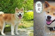 秋田犬与柴犬：一次全面的辨别技巧分享