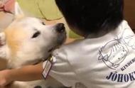 小主人努力拉走8岁秋田犬，但它仍想与爸爸同床共枕