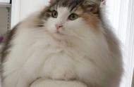 养一只挪威森林猫，就像拥有一块会动的地毯，看这只猫，完美无缺。