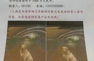 郑州发布1000万寻狗令，寻找“功勋犬”，网友：最后只给5000