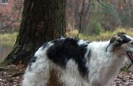 英国可卡猎鹬犬与美国可卡猎鹬犬：揭秘两大品种的差异