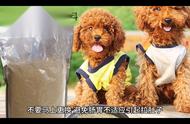 科学养宠：贵宾犬小狗的养护与喂养技巧