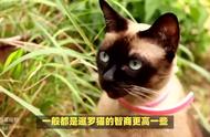 暹罗猫的独特之处：为何养了它后，你对其他猫失去了兴趣？